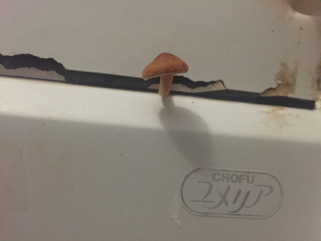 bathroom_mushroom_1.jpg