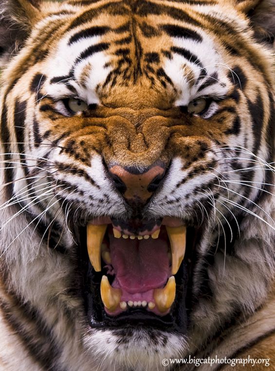 Amur-Tiger-Be-Afraid-Be-Very-Afraid-Big-Cat-Photography.jpg