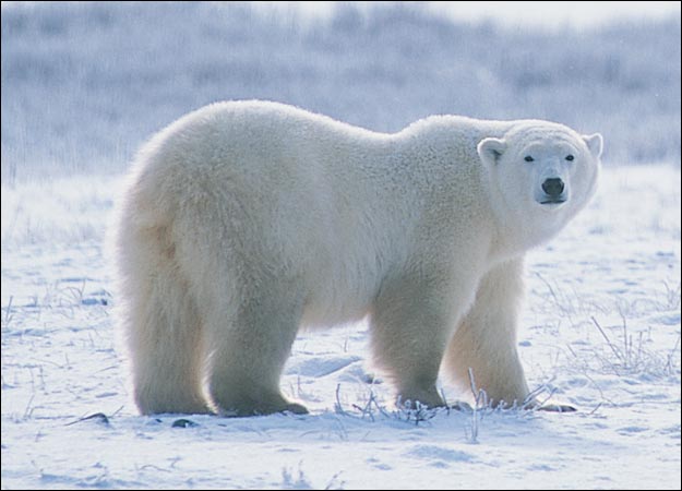 polar-bear-picture.jpg