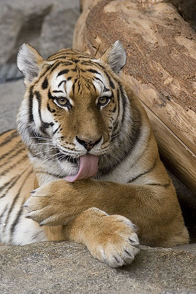 399px-Panthera_tigris.jpg