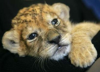 Lion-cub.jpg