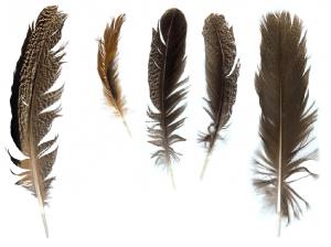 Feathers0001_thumblarge.jpg