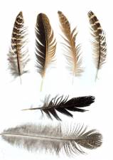 Feathers0003_thumblarge.jpg