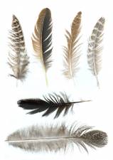 Feathers0004_thumblarge.jpg