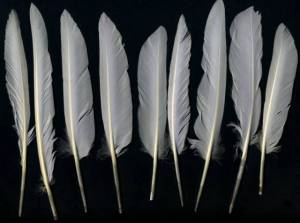 Feathers0023_1_thumblarge.jpg