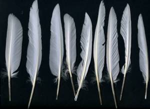 Feathers0023_3_thumblarge.jpg