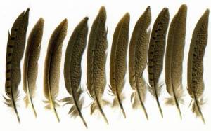 Feathers0017_thumblarge.jpg