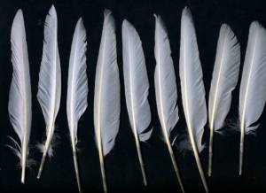 Feathers0023_2_thumblarge.jpg